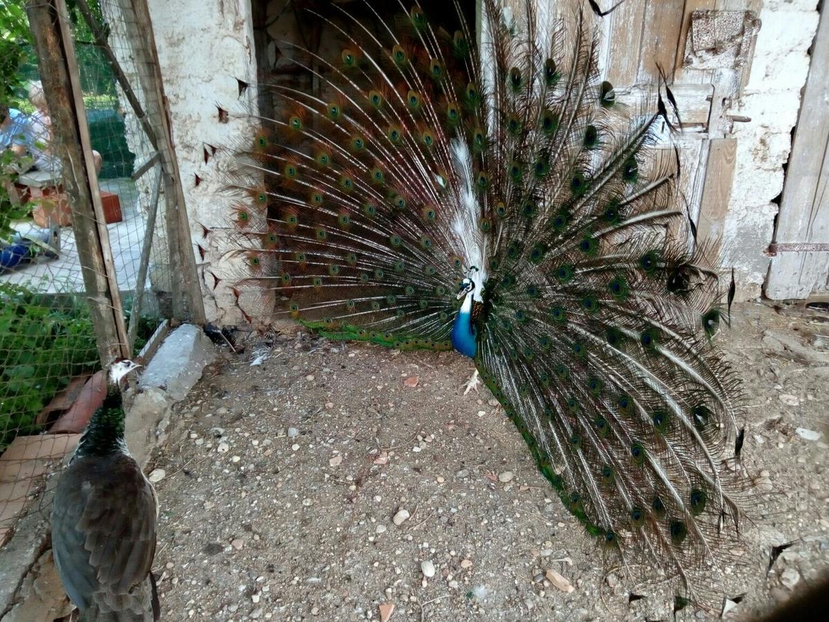 ヴァレッジョ・スル・ミンチョ Agriturismo La Paceヴィラ エクステリア 写真